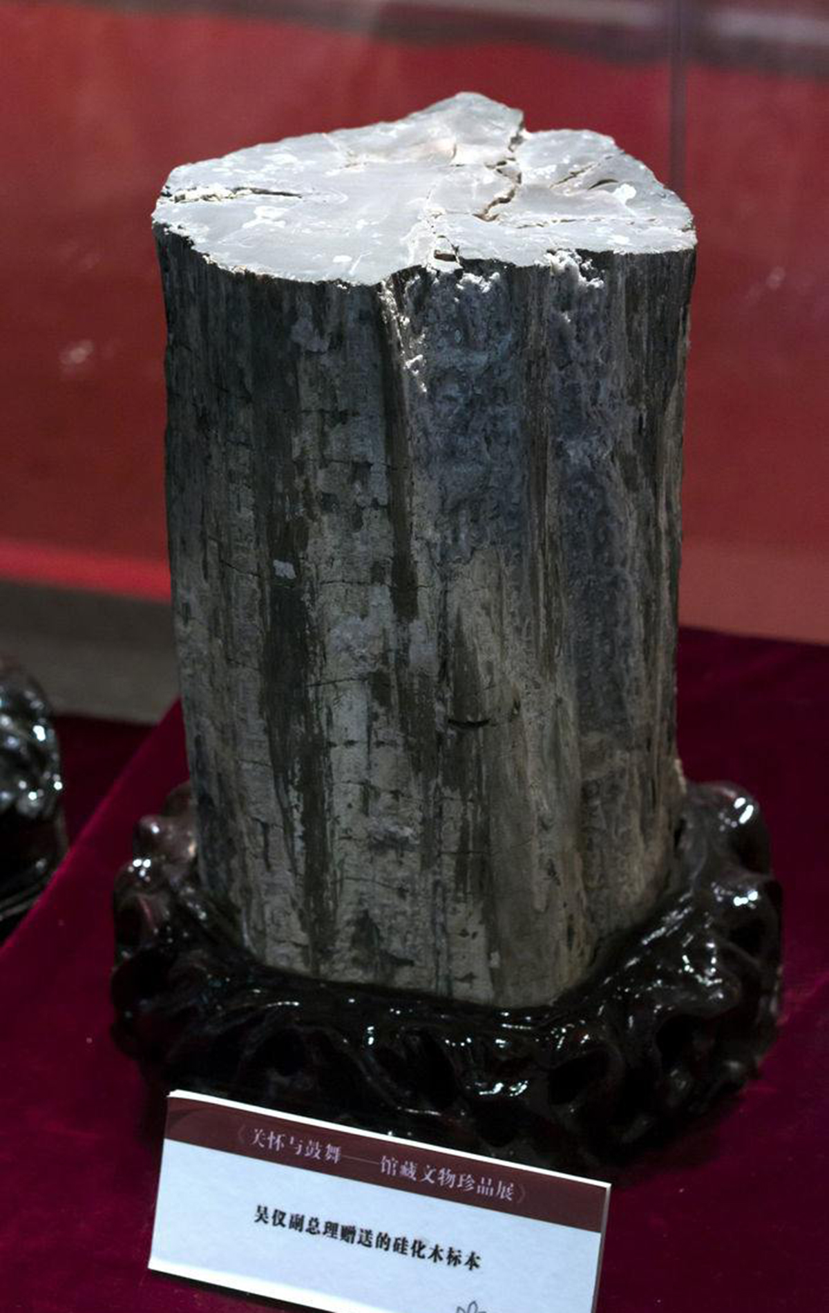 一亿年前的硅化木图片,硅化木是不是树化石