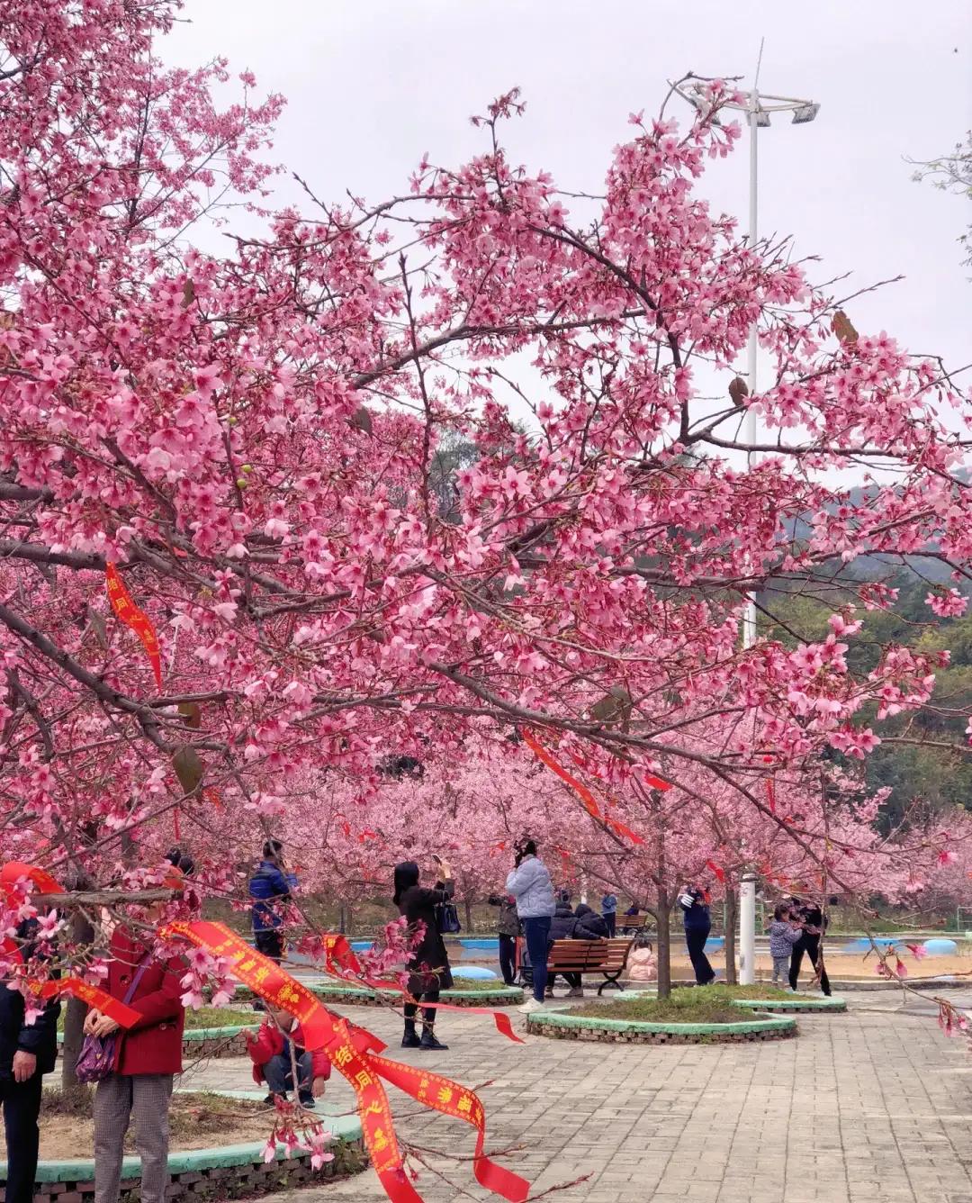 昆山樱花与日本樱花,来这里可以赏到中国最美樱花