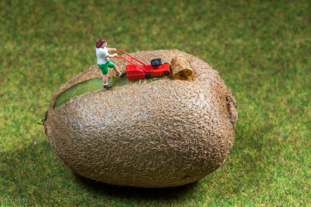 怎么辨认猕猴桃结不结果,猕猴桃几年结果怎么分别公母