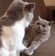 如何挑选健康猫咪,如何挑选一只健康的猫咪