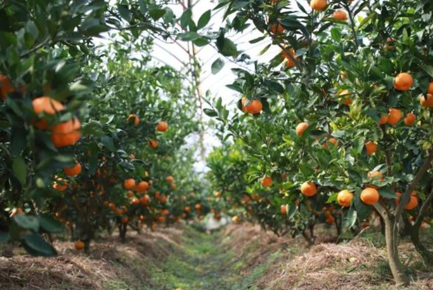 橘园连环性侵案,湖南连环性侵案