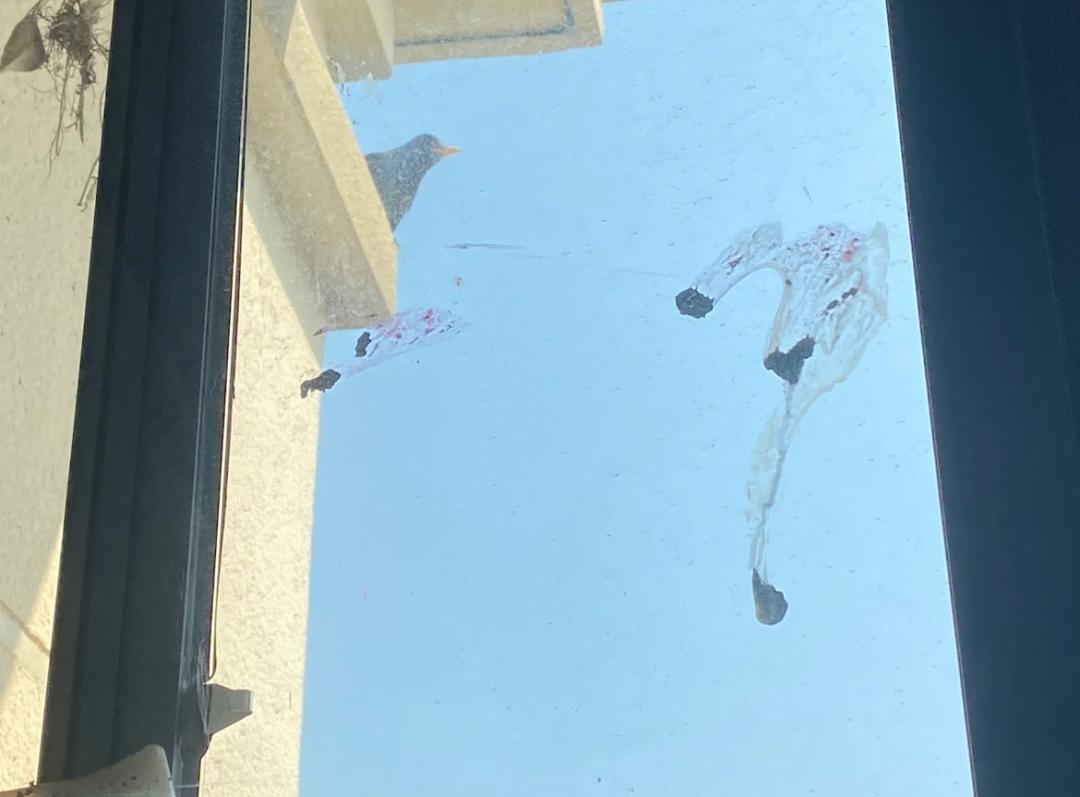 我家猫骂了一只鸟，被它追着喷了五天屎！网友：赶紧搬家吧...