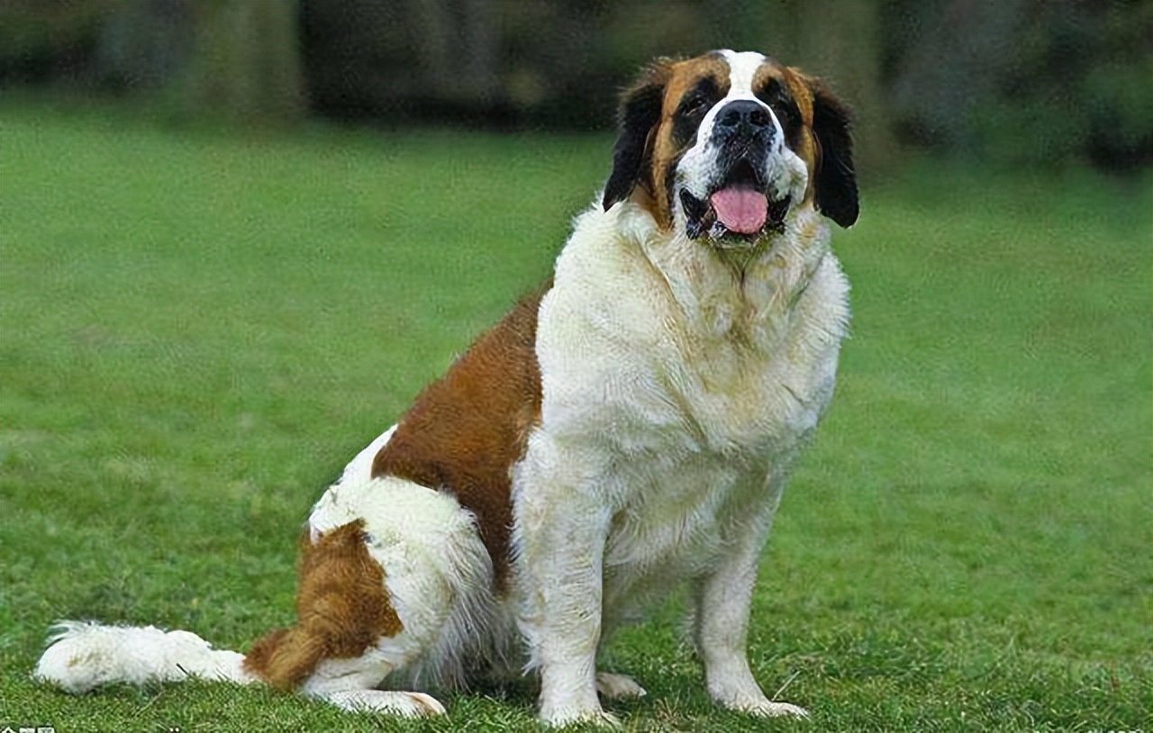 世界上最猛的藏獒,世界排名前十的藏獒猛犬