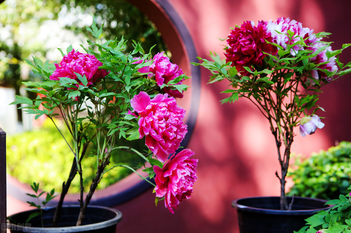 10首国色天香的牡丹花诗词，配上照片，最适合四月发朋友圈