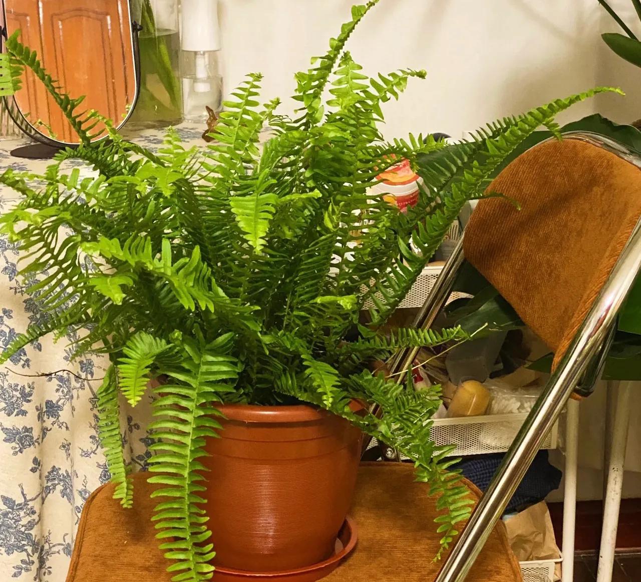 新家养什么花可以除甲醛,吸甲醛最快的4种花图片