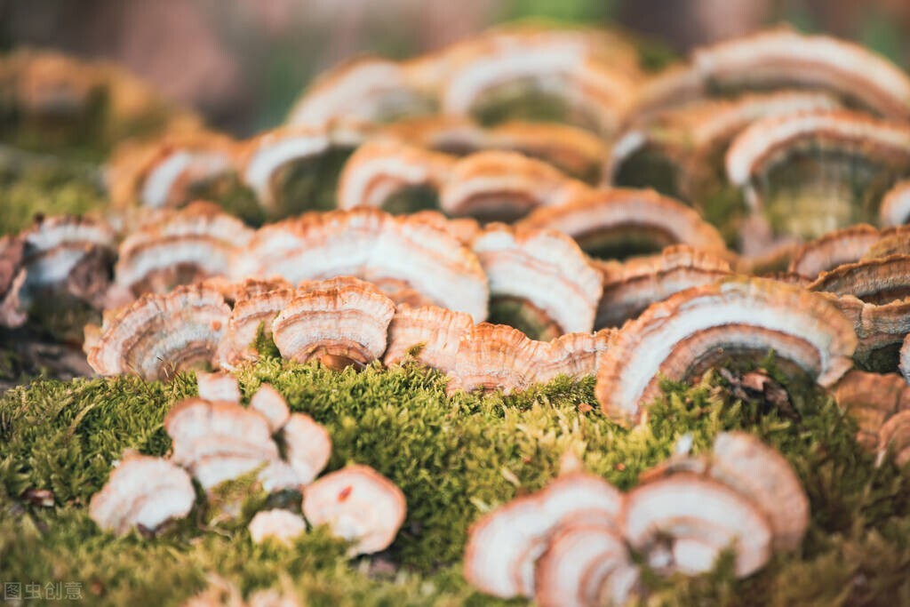 云南常见野生菌鸡屁儿菌,云南野生菌紫头菌