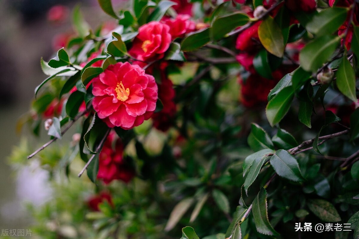 女作家去做保姆528,女作家去做保姆最新篇528