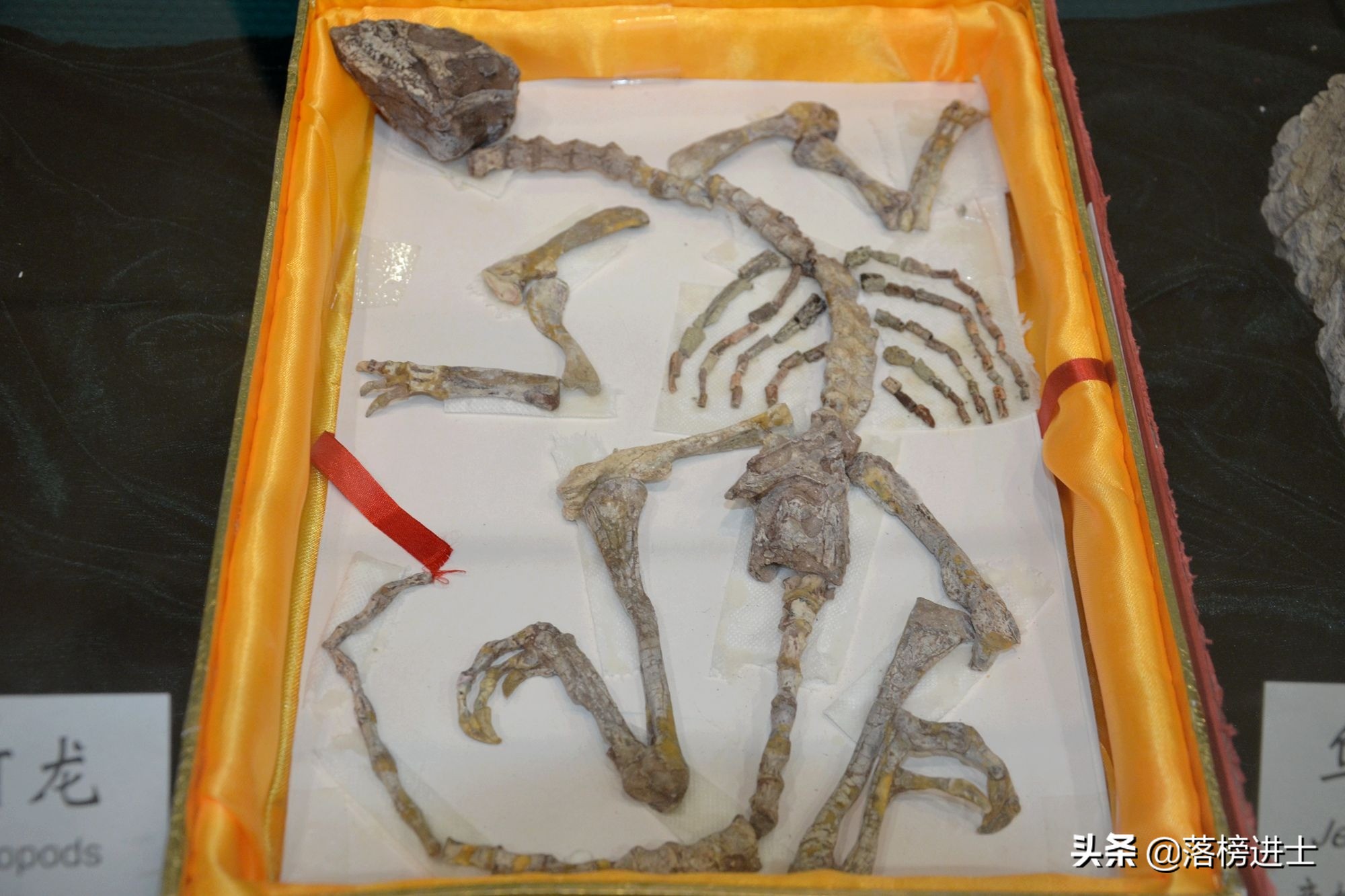 石家庄哪个博物馆里有恐龙化石,石家庄博物馆里有恐龙化石吗