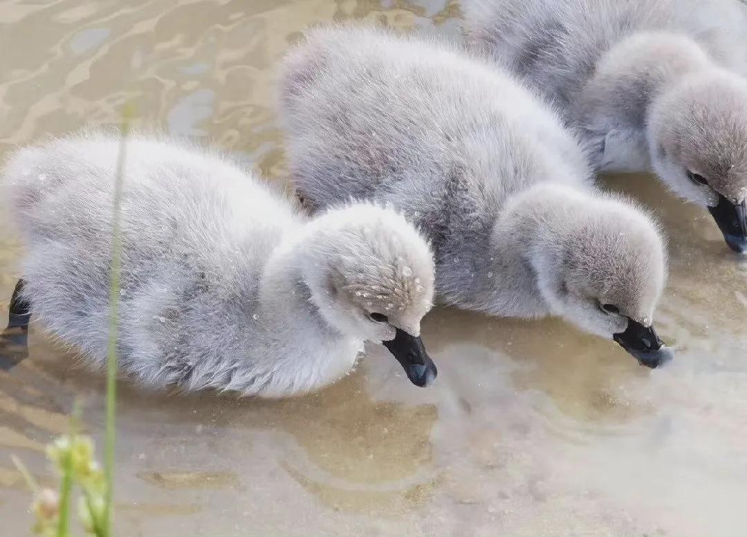 关于春水的诗句古诗大全,桃花春水梨园秋月