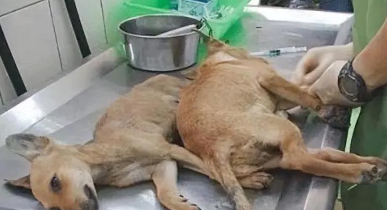 台湾女孩简稚澄,台湾女子给狗狗安乐死