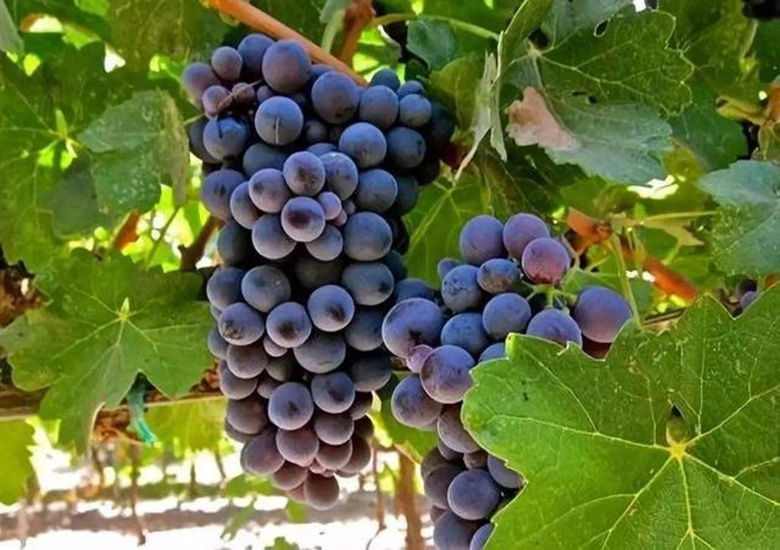 自酿葡萄酒老公喝中毒,自酿葡萄酒喝出人命