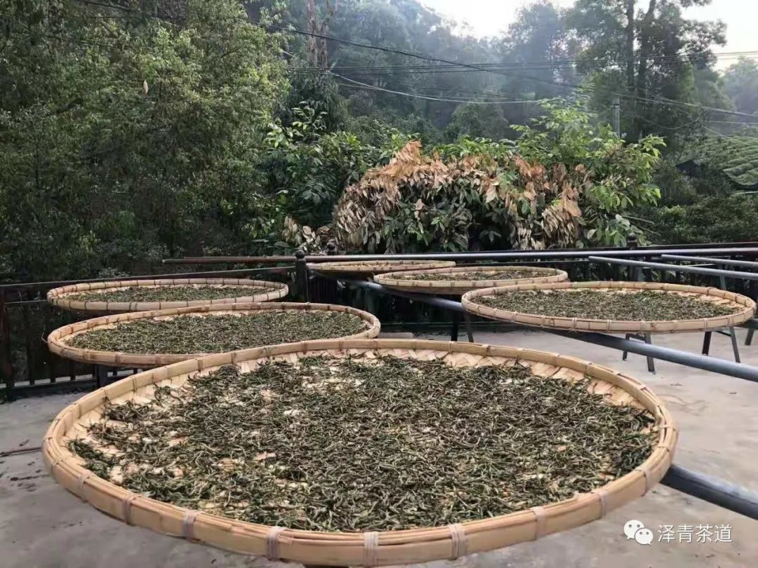 保塘古树茶好喝吗,芒景古树茶好喝吗