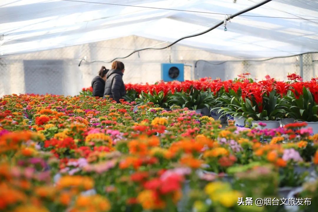 烟台祥和花鸟市场,烟台花鸟市场