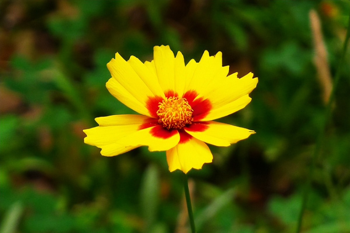 男友一直保证会和我在一起，但是见到我姐姐后，把我甩了