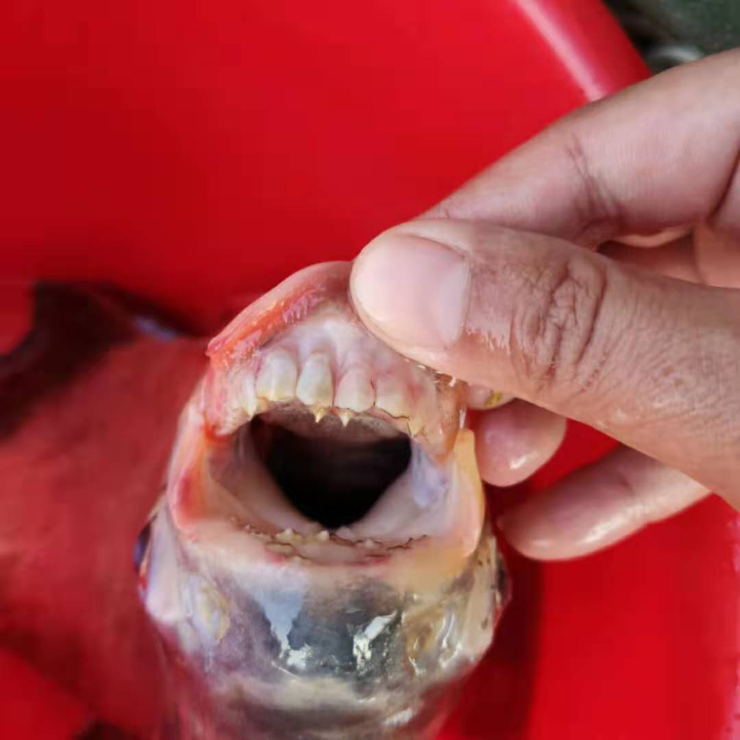 被鱼咬了用什么药,被鱼咬了涂啥药