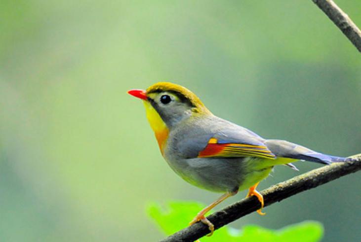 古代对动物的雅称词汇大全,古人描写动物的诗有哪些