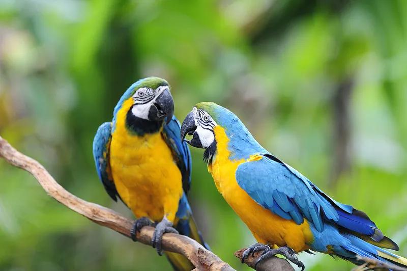 素食宠物食品,素食宠物零食有哪些品种