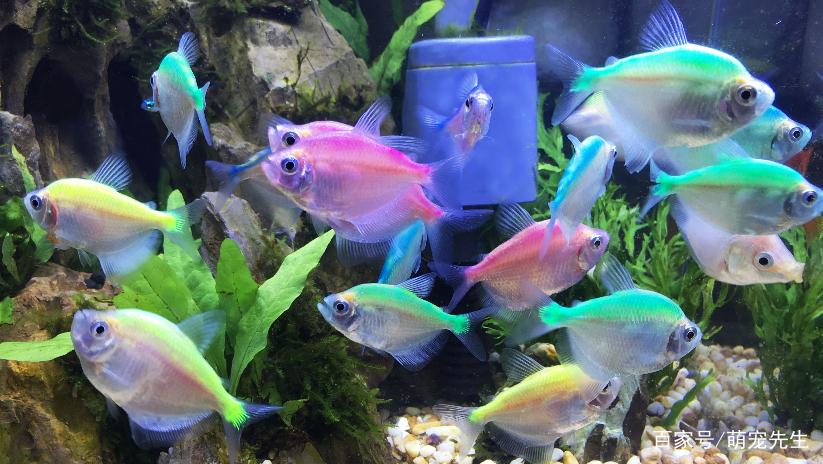 家庭养鱼小技巧和方法,家庭养鱼的方法和技巧