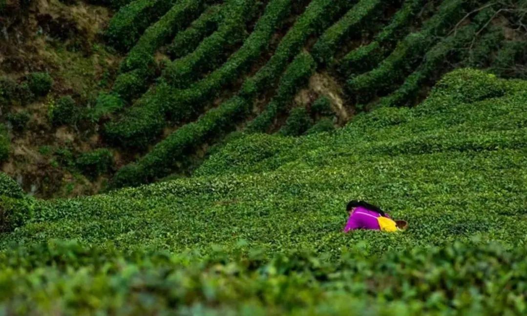 西乡县茶叶镇樱桃采摘,陕西汉中哪里可以摘樱桃