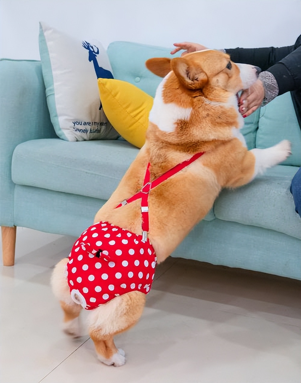 宠物狗必须的护理,狗狗的这些生理小知识你知道吗