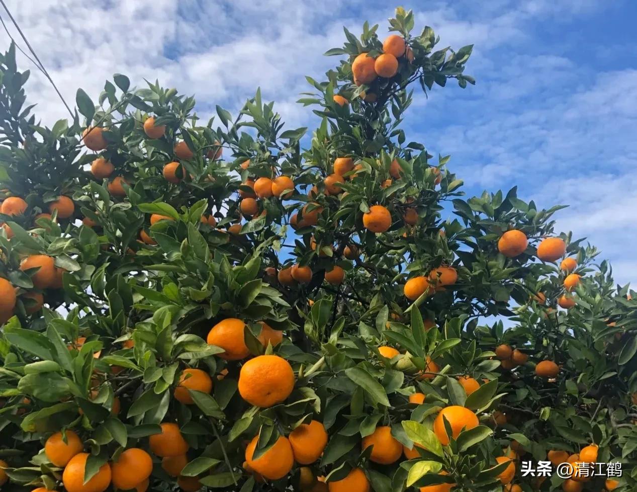 如何防柑橘成熟期低温落果,柑橘返青后怎样脱青