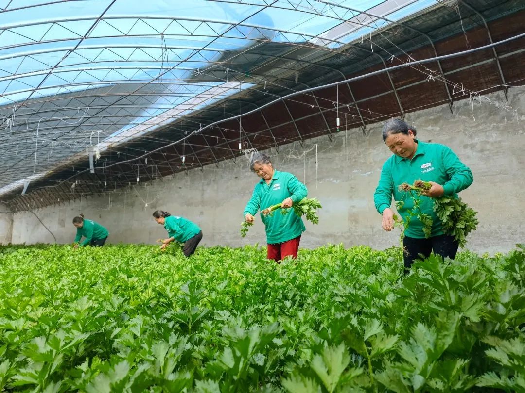 种养合作社致富模式,新型农业合作社运营模式