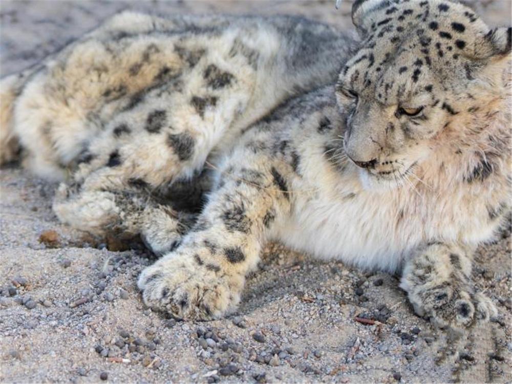 雪豹深夜袭击牦牛被驱离,雪豹一口咬死200斤小牦牛