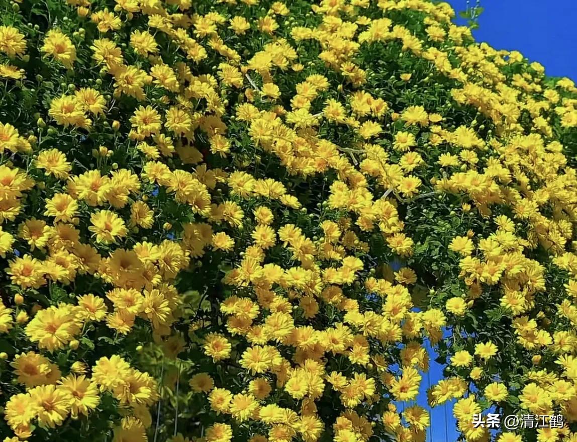 液体叶面肥使用方法,怎么辨别叶面肥好坏