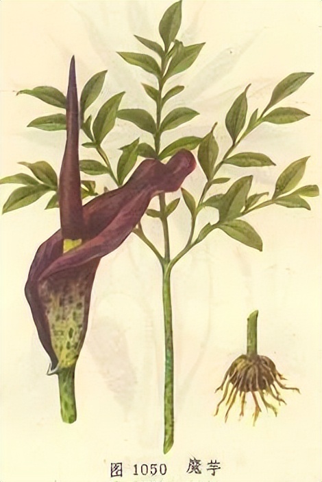 魔芋治疗癌症偏方,抗癌第一名中药魔芋