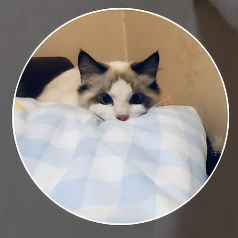 小红书萌宠博主怎么引流,小红书宠物博主5万一个月变现