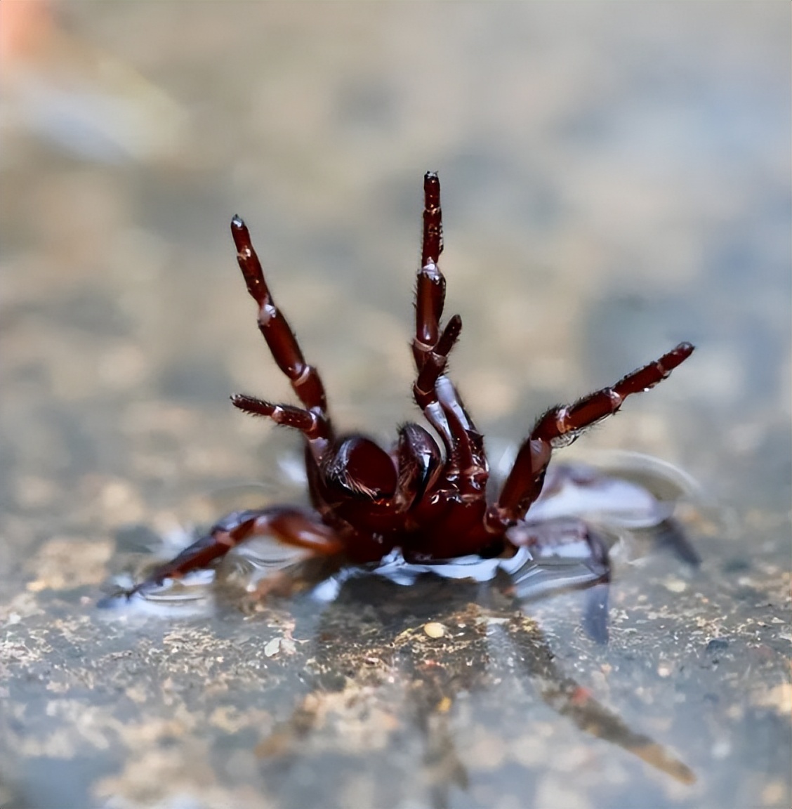 洪水来临后蜘蛛会怎么做,暴雨蜘蛛泛滥成灾