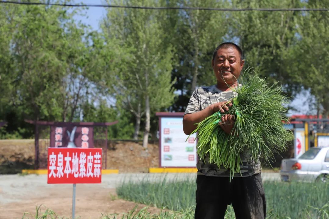 特色农业助增收乡村振兴谱新篇,乡村振兴大蒜丰收