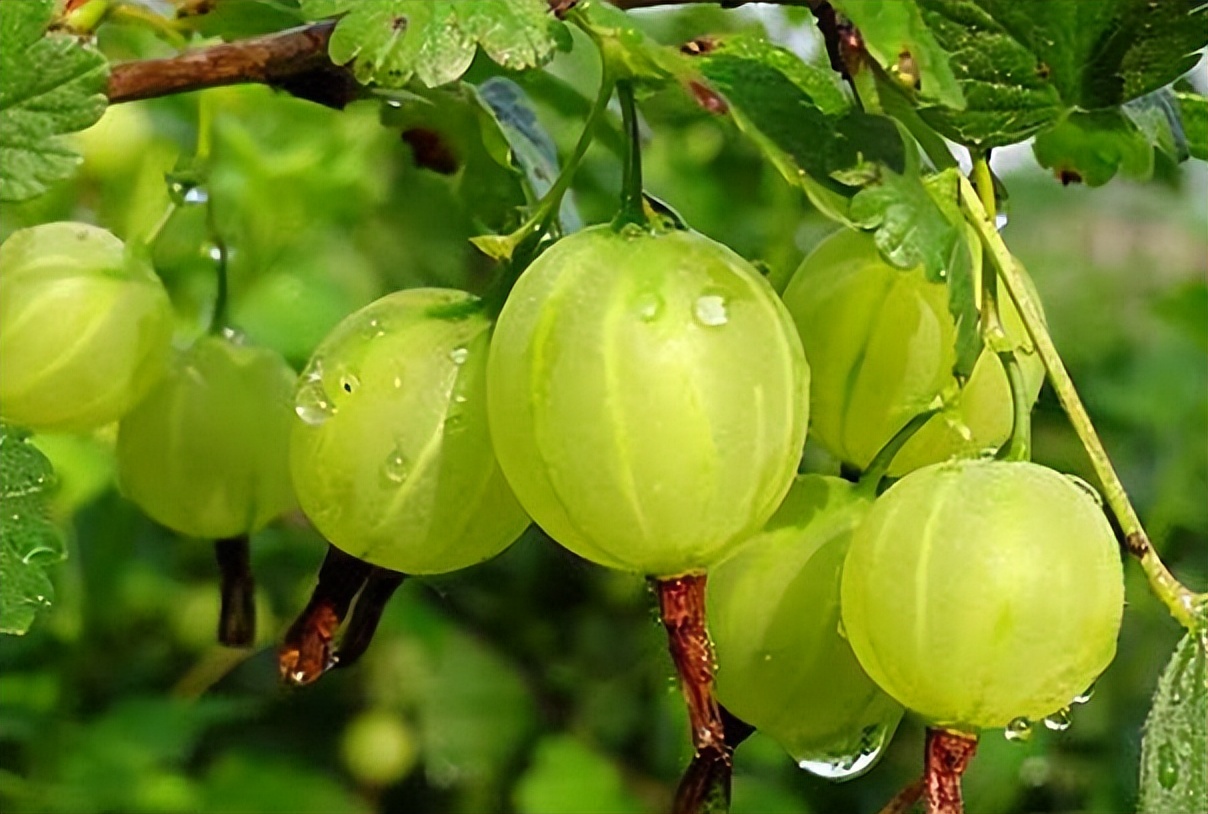 类似灯笼果的植物果实,灯笼果是什么水果品种