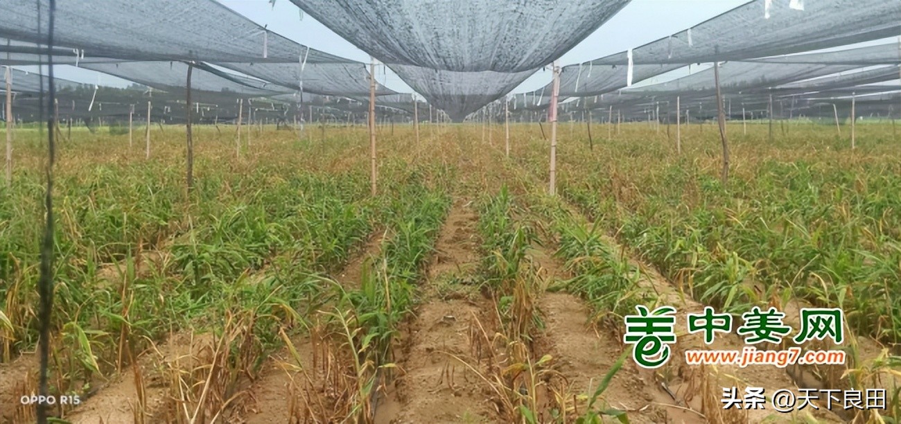 新姜为什么会烂,为啥新姜便宜