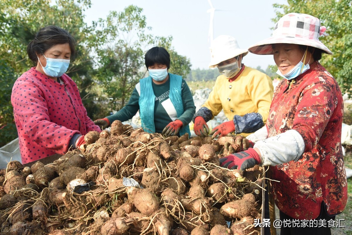 买荔浦芋头攻略,怎样选香芋才是正确的