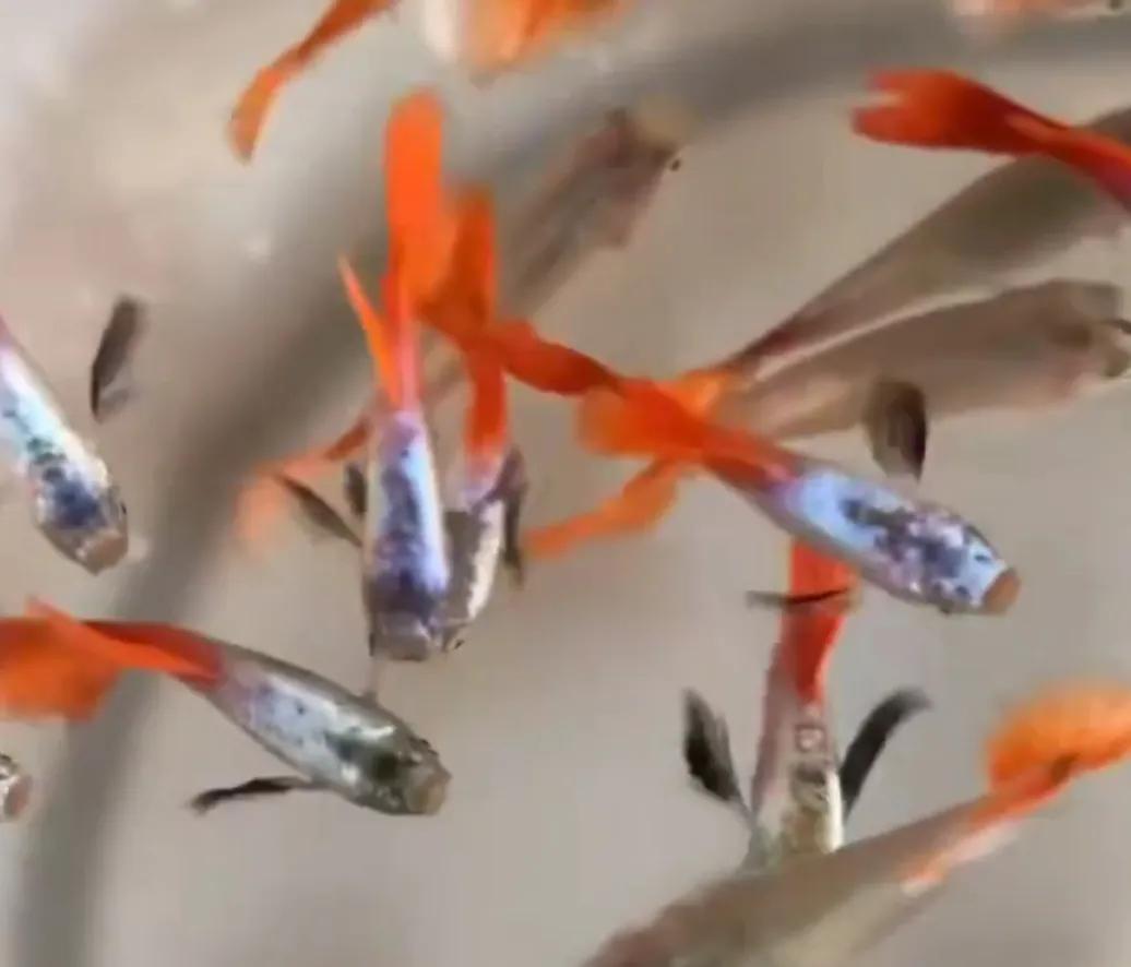 有一种鱼叫孔雀鱼,与孔雀鱼相似的鱼