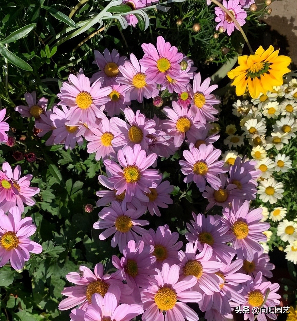 买的花回来养掉叶子,刚买回来的花养两天就枯了