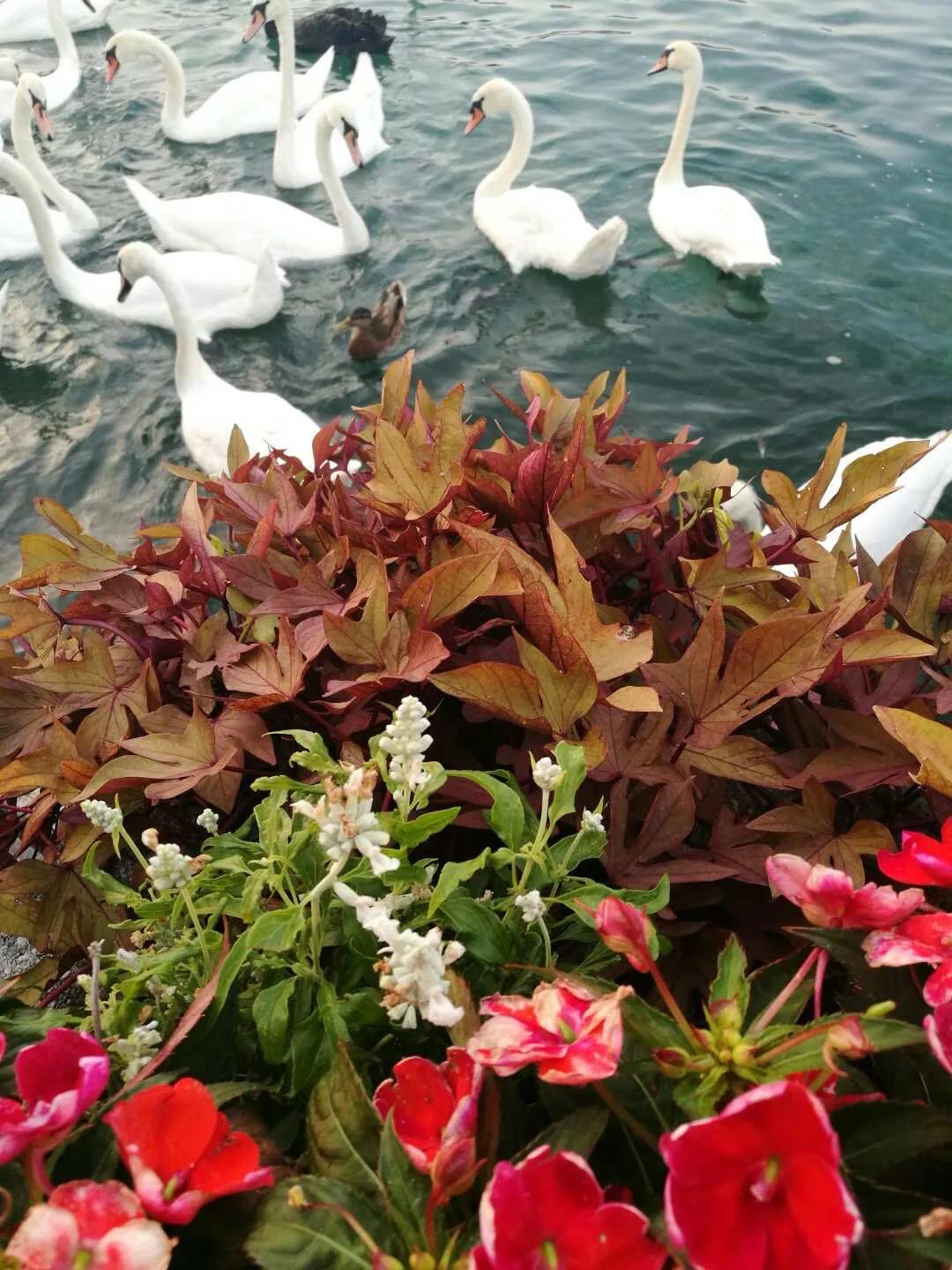 欧洲自由行慕尼黑,欧洲旅游自由行机票