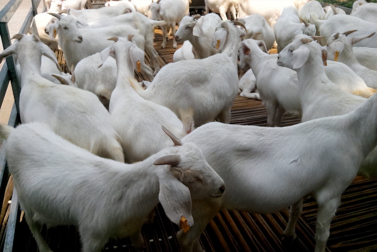 一盒鲜羊奶,一盒羊奶粉多少钱