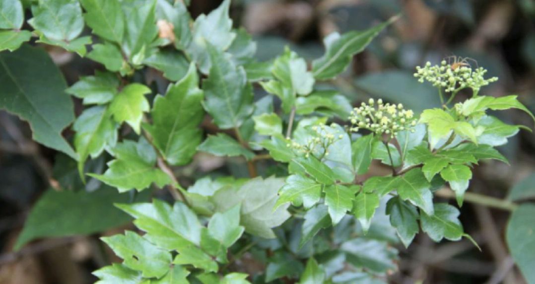 蛇葡萄和莓茶,莓茶与显齿蛇葡萄