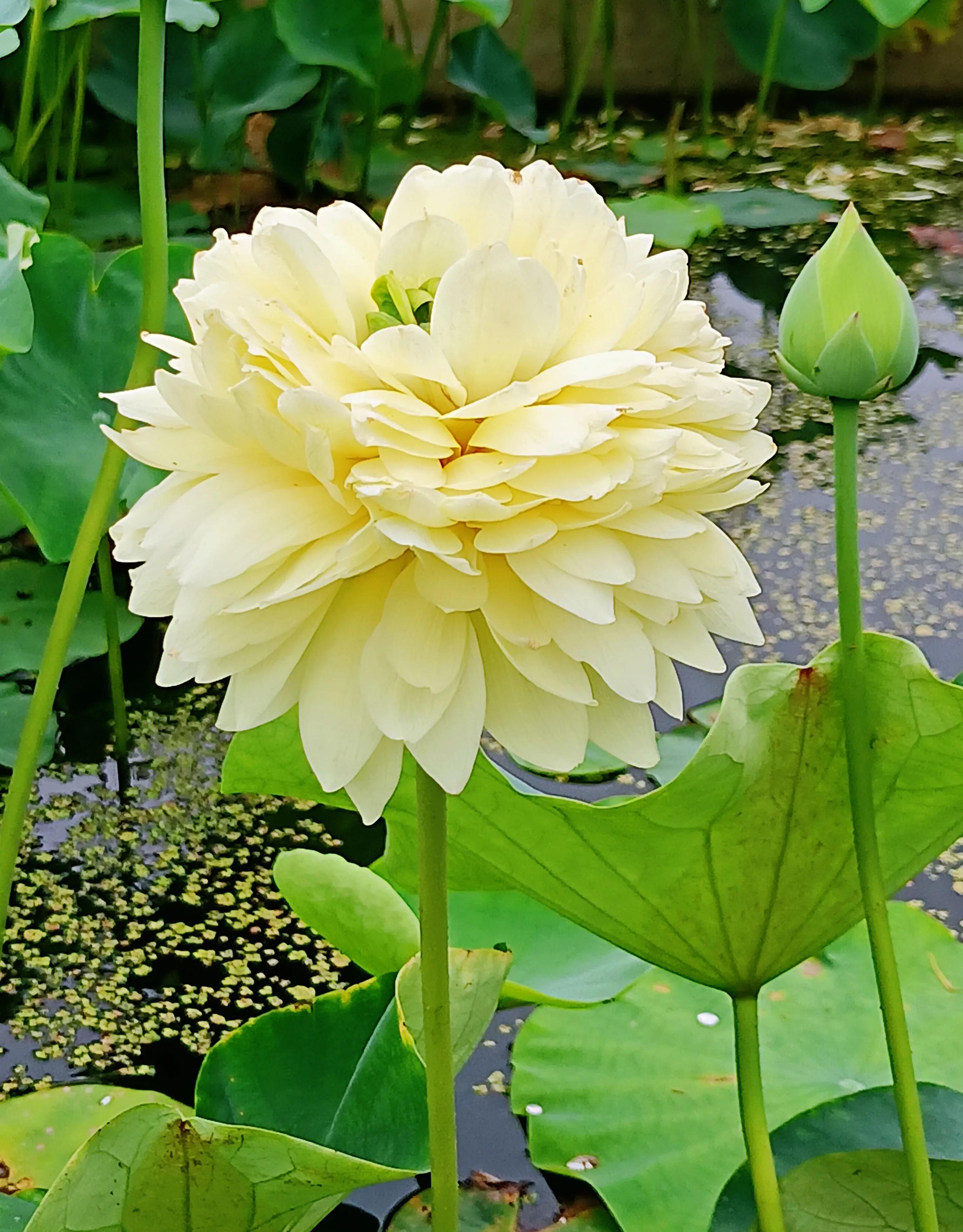 高龄胰腺癌晚期还有必要化疗吗,胰腺癌晚期医生建议不化疗