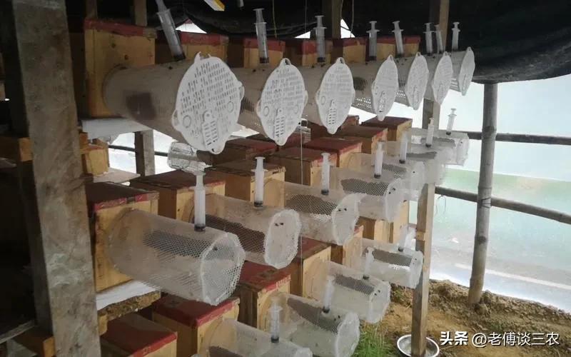胡蜂人工养殖技术全套教程,农村00后小伙创业养殖胡蜂