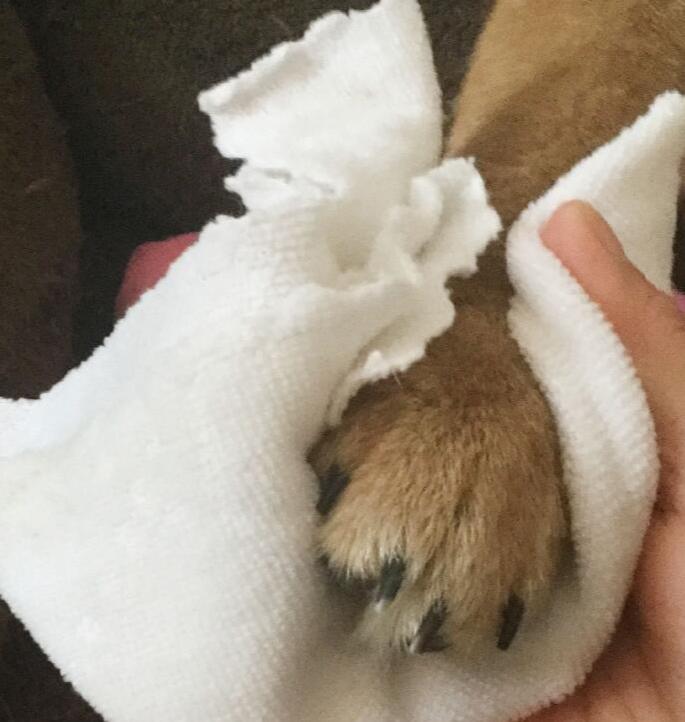 新手养公泰迪还是母泰迪,新手如何养泰迪