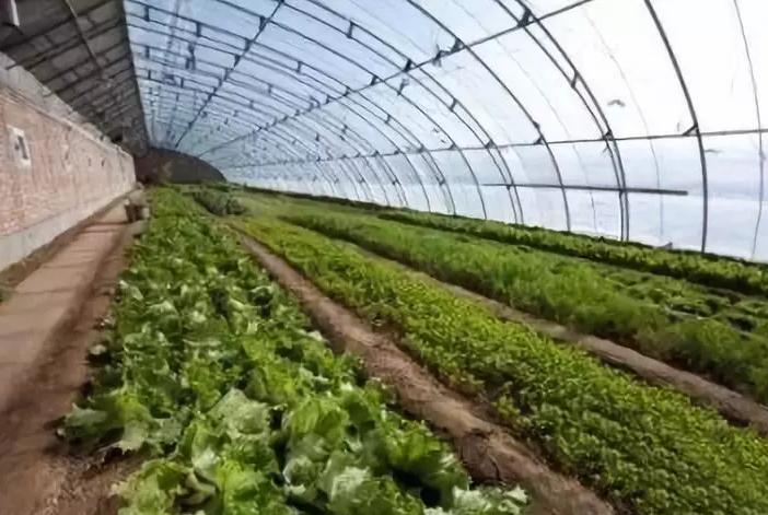 完善政策性农业保险机制,政策性农业保险对农业生产作用