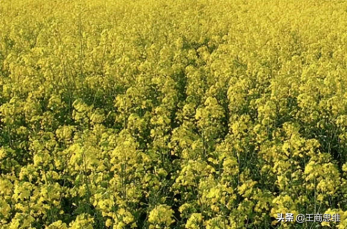中国取消进口油菜籽吗,中国进口加拿大油菜籽