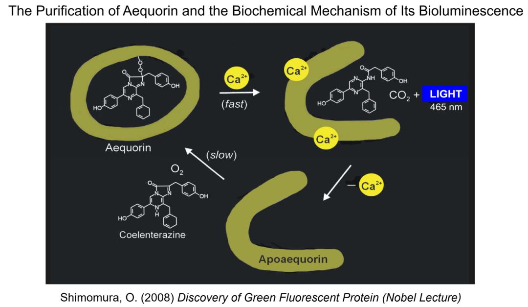 无路难开路更难原版,绿色荧光蛋白的发现史