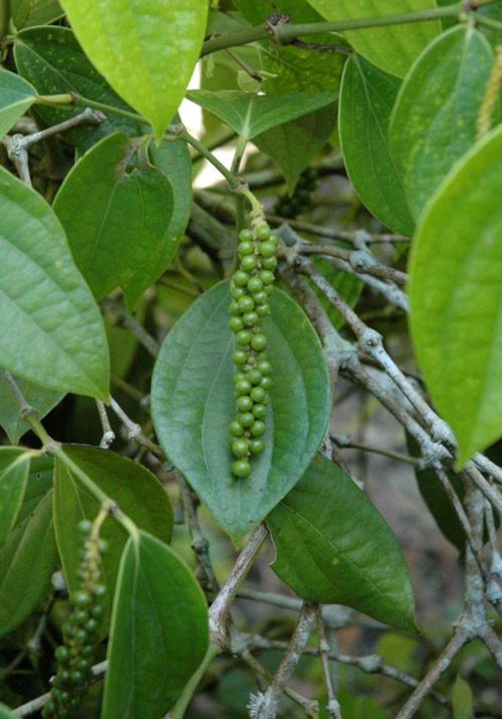 胡椒的性味功效与作用,胡椒的成分和功效与作用