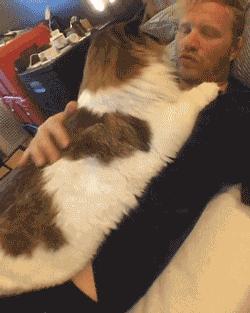 千万不要养这三种宠物猫,宠物店上常见的猫有哪些