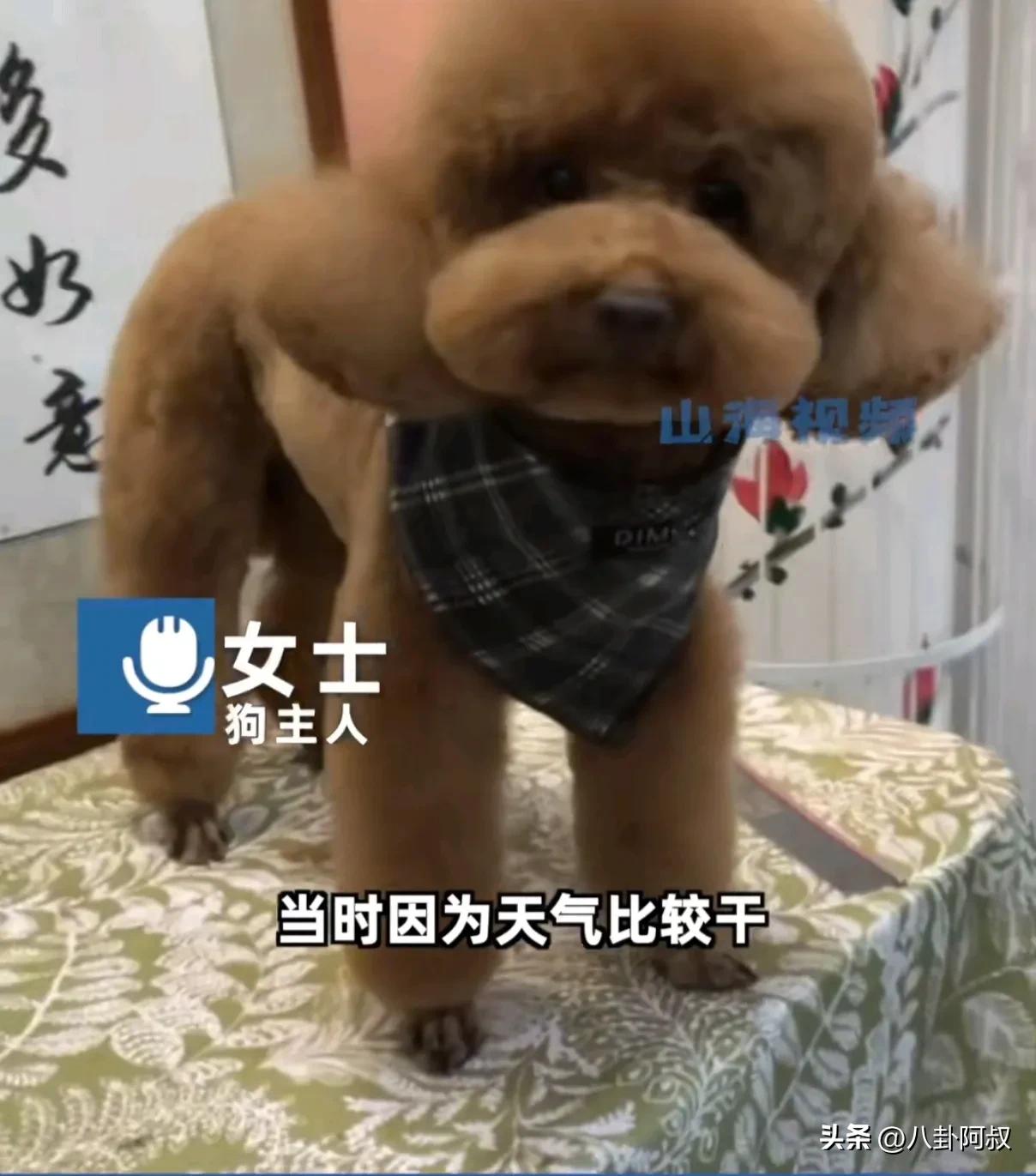 狗狗把钻戒吞了,广州钻戒掉地上让狗吃了