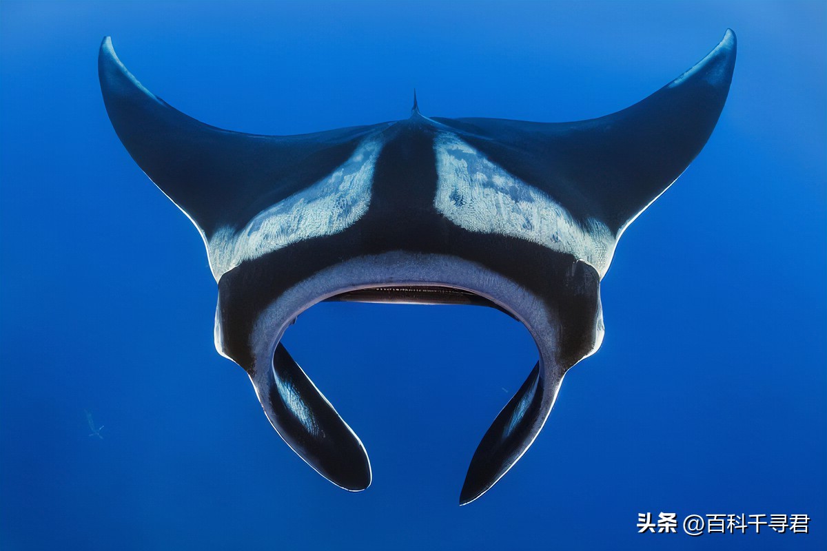 翻车鲀是世界上最大的硬骨鱼类吗,翻车鲀是世界上最大的鱼类吗